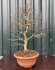 English Elm Bonsai Tree Informal Upright Style In Plastic Training Pot
