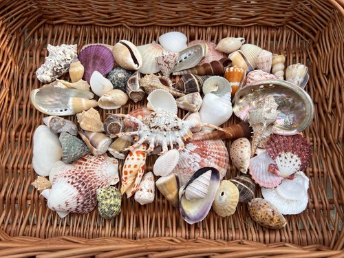 Bulk pack mixed seashells - 80,