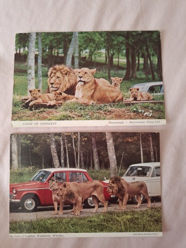 Lions longleat warminster - longleat,,
