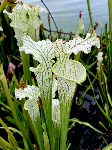 Sarracenia leucophylla tall - sarracenia,