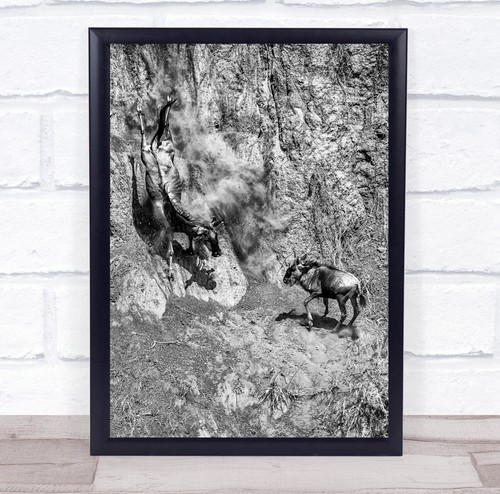 Nature wildebeest drop - nature,
