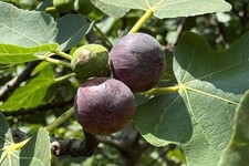 Brown turkey fig 9cm pot - 'brown,