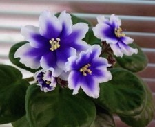 African Violet - Humako Inches