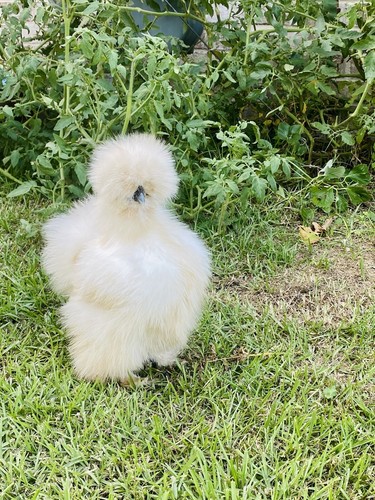 Show quality silkie - silkie, chicken