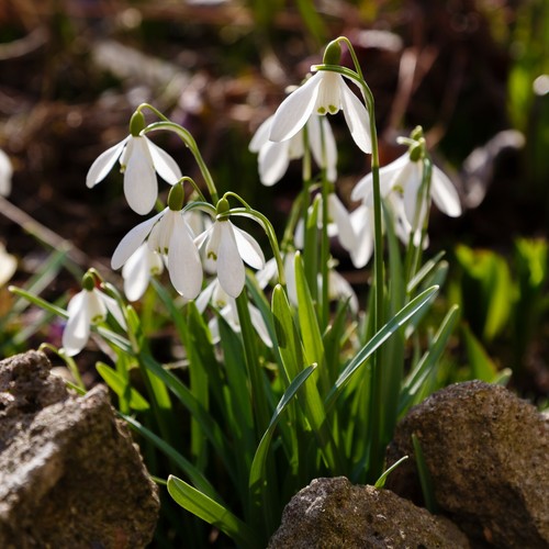 Single snowdrop galanthus - snowdrop,