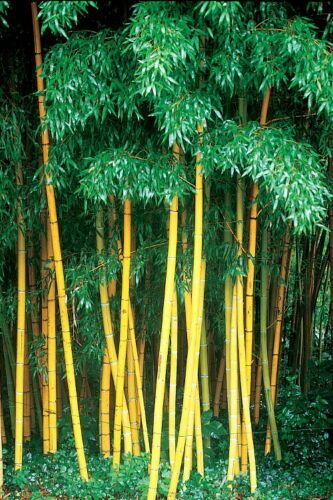 Seeds yellow bamboo fresh - 10,