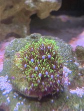 Green Star Polyp Coral Frag (large Plug)