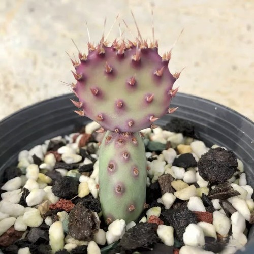 8cm opuntia - ,
