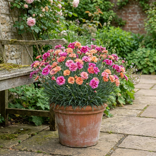 Dianthus tequila sunrise - sunrise, 5l