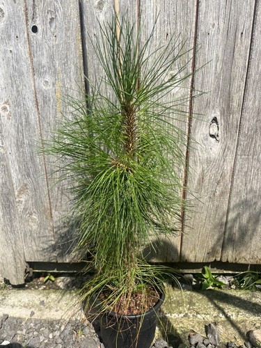 Yunnan pine conifer - tree, pinus