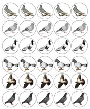 Pigeons Cupcake Toppers Edible Icing Wafer Decor Bday Party Racing Birds Animals