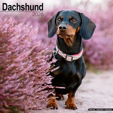 Dachshund 2026 Calendar | Dog Breed Gift Wall 15% OFF MULTI ORDERS