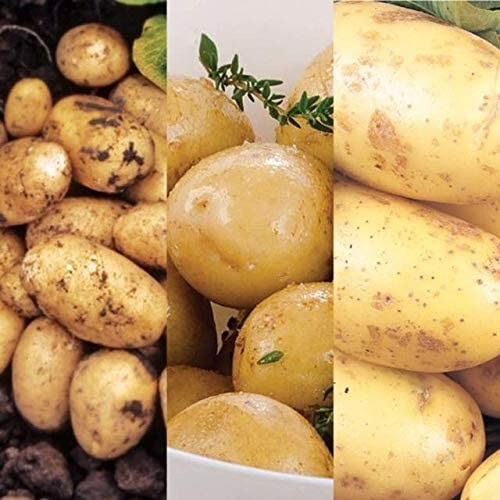 Seed potato mix including - seed,