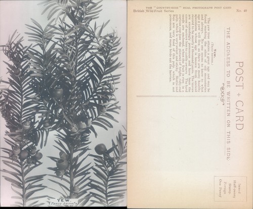 Yew tree with berries - , the