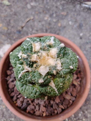 Living rock cactus - living,