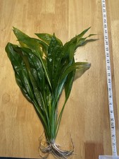 Large Amazon Sword -