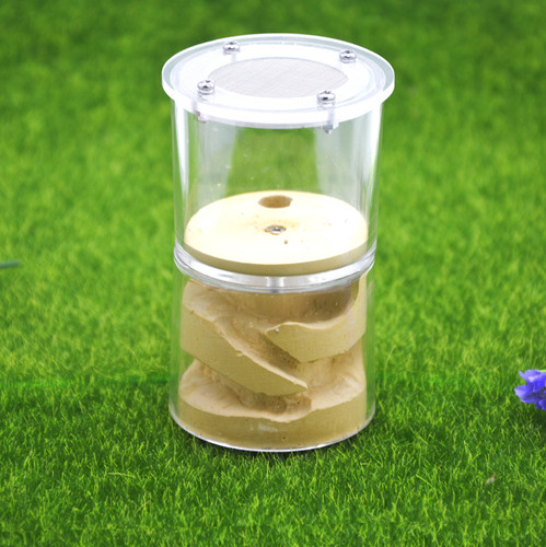 Ant observation box - ant,