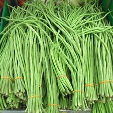 Climbing French Bean - Yard Long - 60 Seeds
