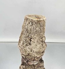 Large Fossil Wood Branch /