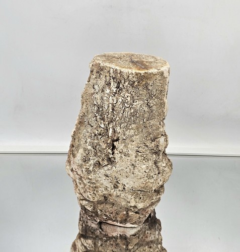 Large fossil wood - large, /