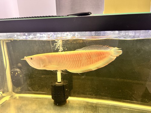 Silver arowana - cm,