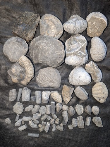 Jurassic marine fossil - marine,