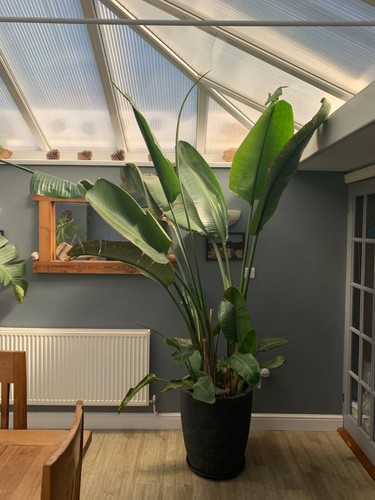 Two very large banana palm - very,
