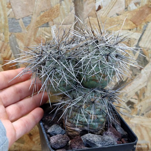Tephrocactus alexanderii vase - alexanderii,