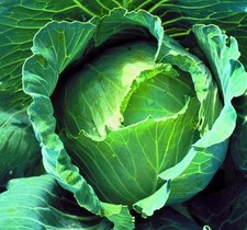 CABBAGE COPENHAGEN MARKET  800