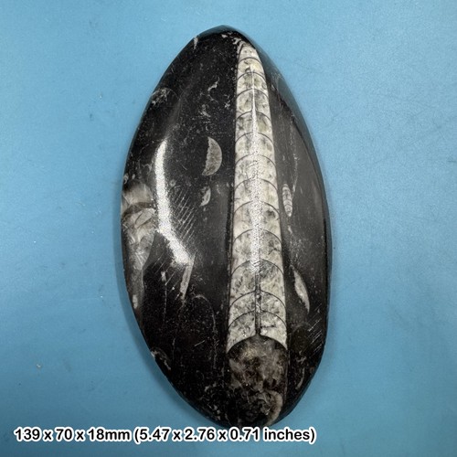 Orthoceras fossil genuine - orthoceras,
