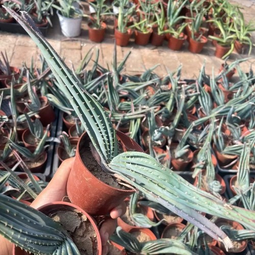 30cm succulent aloe - ‌succulent, plant
