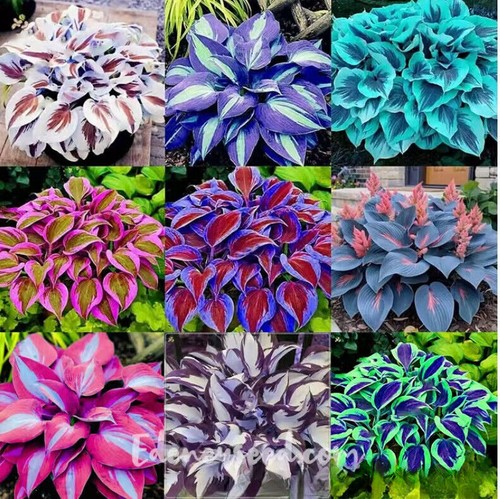 100 mixed hosta plant seeds - hosta,