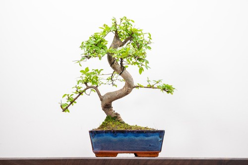 Bonsai chinese elm - -, care