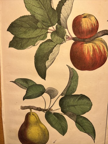 Apples pear fruits - 🍎,
