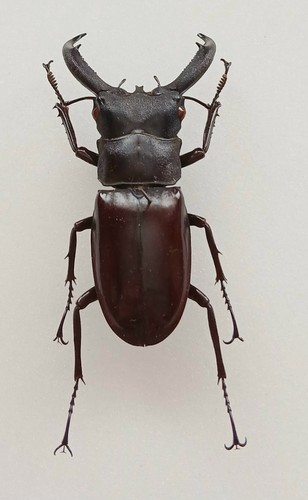 Hexarthrius rhinoceros large - hexarthrius,