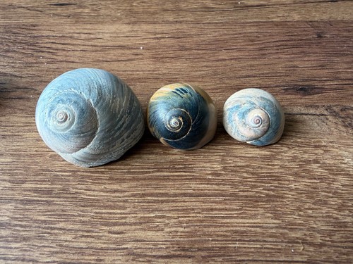 Shark eye moon sea snail - sea,