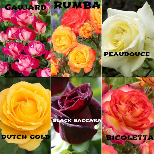 Rose - 6,