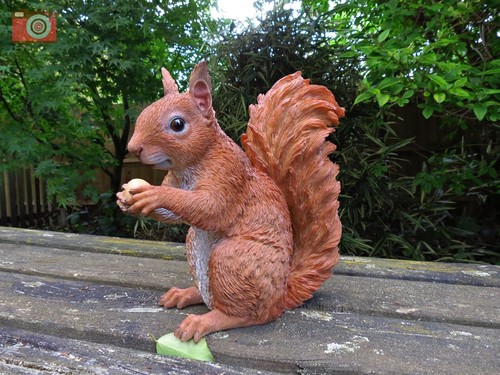 Sitting red squirrel real - sitting,