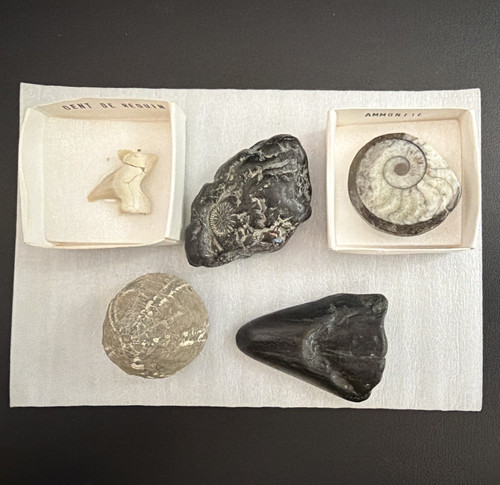 Small collection fossils - collection,