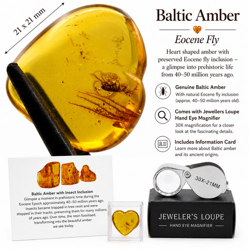 Baltic amber fly eocene - baltic,