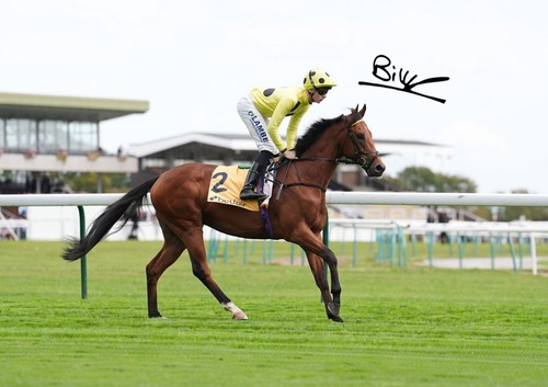 Photo unbeaten horse bow - photo,