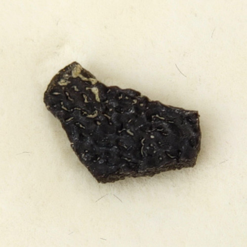 Hadrosaur egg shell fossil - egg,