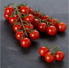 🍅 Piccolo Red Cherry Tomato