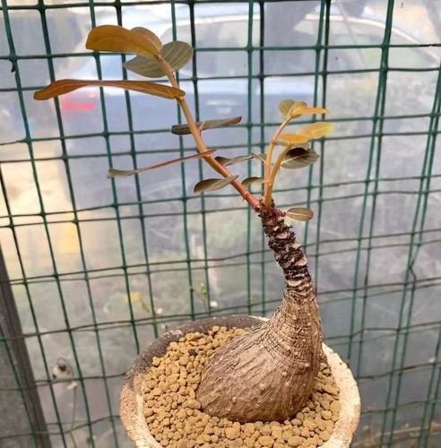 Sale rare cacti - sale,