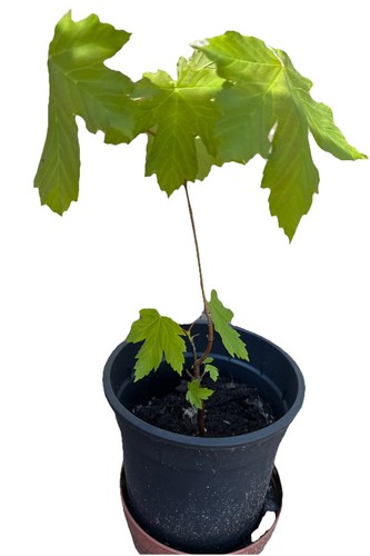 Sycamore small sapling healthy - sycamore,