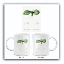 Massonia Pustulata - 1805 -