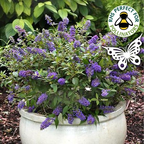 Buddleja davdii purple - davdii, 'purple