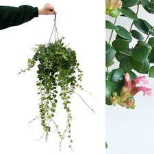 Aeschynanthus thai pink - aeschynanthus,