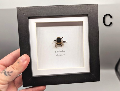 Framed bumblebee skulls - framed, bumblebee,