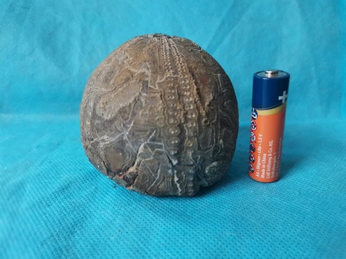 Large flint echinoid - large,